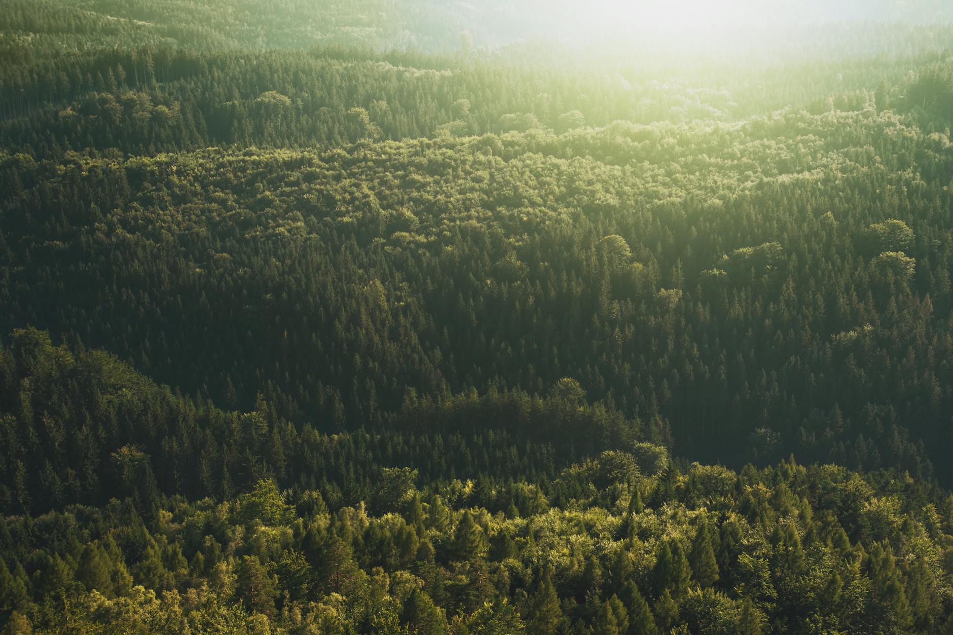 top view photography of green forest